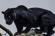 Black Panther Free Stock Photo Public Domain Pictures black-panther-free-stock-photo-public-domain-pictures