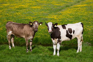 Wall Mural - Dutch cows in the meadow.