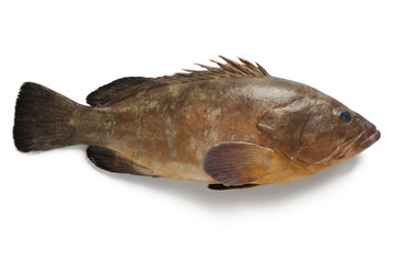 Wall Mural - Single dusky grouper