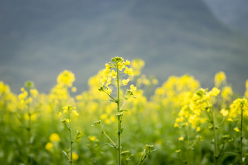 Wall Mural - blooming canola flowers or rapeseed flowers