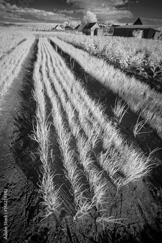 Cuadros en Lienzo Landscape in infrared light