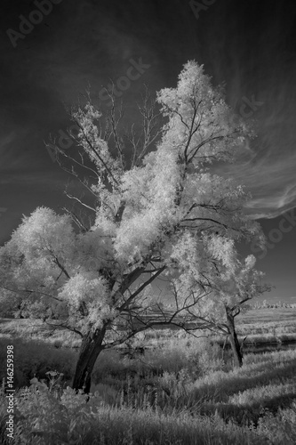 Cuadros en Lienzo Landscape in infrared light