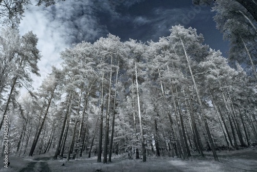 Landscape in infrared light Poster Mural XXL