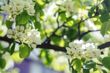 Sticker - Closeup of spring flowers of blooming tree