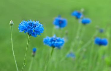 Blue centaurea flower on a background of grass and other cornflowers