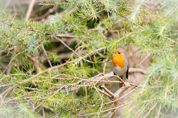 Wall Mural - A little robin in the garden with green background. Redbreast. Rubecula Erithacus. 