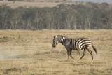 Fototapeta  - Single zebra walking on dried savanna in a dry season on a hot day