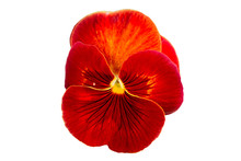 Red Pansy On White Background