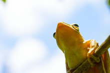 Common Tree Frog Or Golden Tree Frog And Background Of Cloud