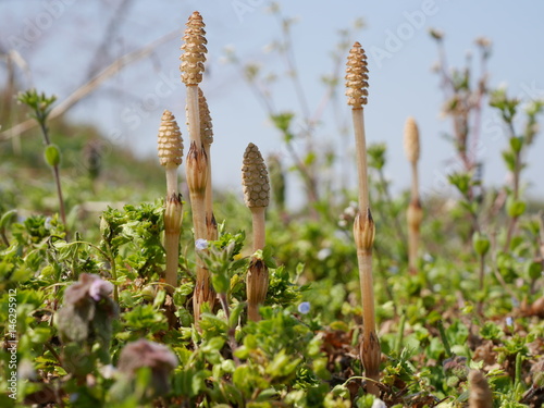 つくし 吉備路 つくし スギナ 胞子 Buy This Stock Photo And Explore Similar Images At Adobe Stock Adobe Stock