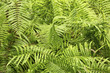 Patch of southern shield ferns in the Florida Everglades.