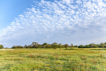 meadow with grass and apple trees in beautiful light