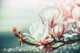 Amazing magnolia blossom with bokeh light, springtime nature background, floral border, front view, outdoor nature in garden or park. Floral border