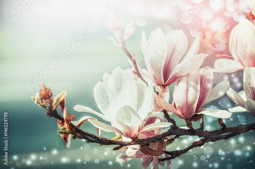 Fotomural Amazing magnolia blossom with bokeh light, springtime nature background, floral border, front view, outdoor nature in garden or park