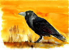 Raven In The Desert 