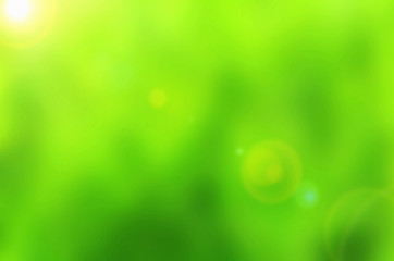 Wall Mural -  Beautiful green Nature Bokeh.Blurred background