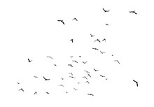 Black Vector Flying Birds Flock Silhouettes Isolated On White Background
