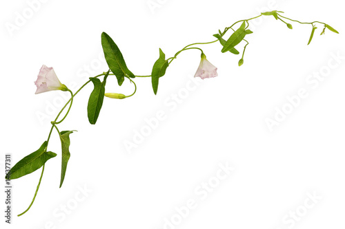 Cuadros en Lienzo Bindweed flowers and leaves sprig