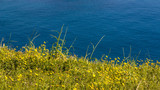 Fresh green gras on the sea