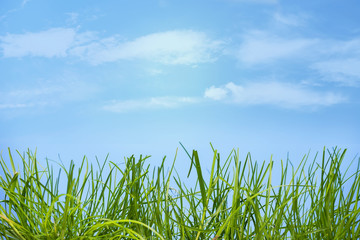 Green young grass on a background of blue sky with clouds, background