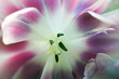 © Mats - tulpan, blomma, närbild