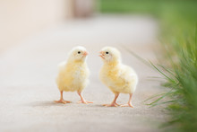 Two Adorable Chicks Outdoors