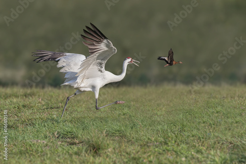 Fotografie, Tablou Whooper Snapper - A whooping crane threatens a whistling duck and chases it away from its feeding area