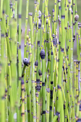 Wall Mural - Texture formed by green stems and buttons of aquatic flower