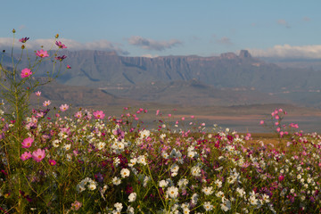 Wall Mural - cosmos in south african drakensberg