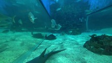 Stingray In Aquarium In Dubai Mall