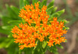 Beautiful bright orange Butterfly weed, a milkweed and main foodplant for Monarch butterfly caterpillars
