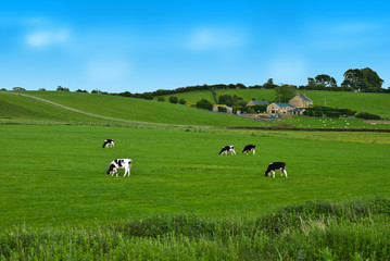 Cows on a green field in UK