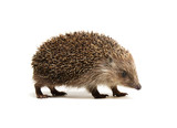Fototapeta Zwierzęta - Hedgehog  isolated on white