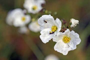 Wall Mural - Close-up of white flower Echinodorus, originating in Americas