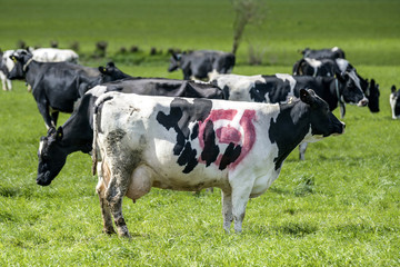 Wall Mural - Holstein Frieser cow with a red ecology mark