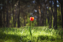Alone Tulip In The Sunny Spring Day With Pine Forest Background