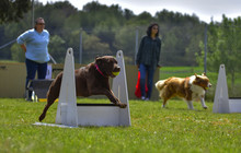 Flyball Agility Dog Work Competiton Dog