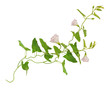 Bindweed flowers and leaves sprigs