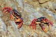 Two Migrating crabs  Gecarcinus ruricola in Cuba