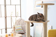 © Africa Studio - Cute cat sitting on tree in modern room