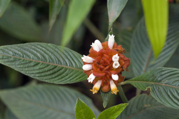 Wall Mural - Flower Psychotria ruelliifolia in bloom