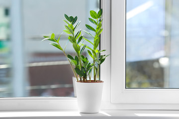 Sticker - Beautiful home plant on windowsill