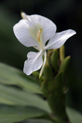 Wall Mural - Close-up of white ginger lily