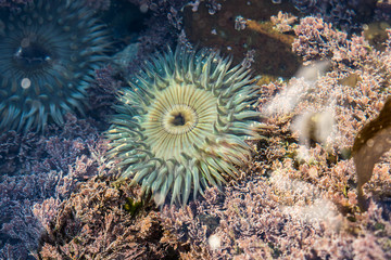 Wall Mural - Sea Anemone 