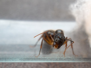 Close-up image of the queen Carpenter Ant (Camponotus Sp.) threaten to prevent eggs in test tub