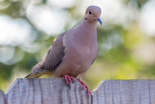 Mourning Dove On A Fence Close Up.