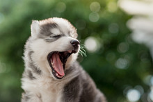 Blue Eyes Siberian Husky Puppy Yawning