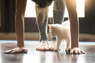 Wall Mural - Yoga fitness with funny pet concept. Young woman practicing yoga, doing forward bend exercise, head to knees uttanasana pose, working out wearing sportswear grey pants, home interior, cute cat playing