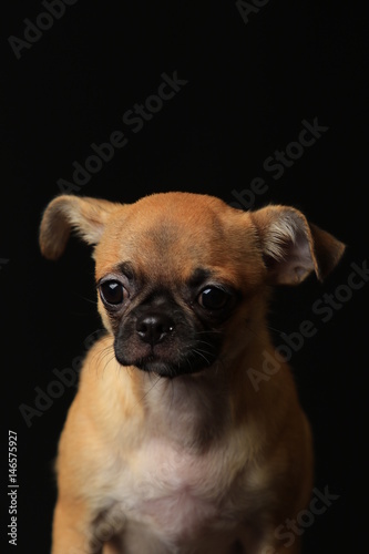 Pug And Chihuahua Mix Dog Chug パグとチワワのミックス犬 チワパグ Stock Photo Adobe Stock