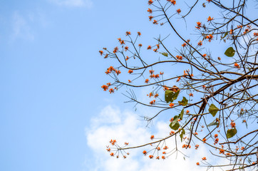 Flowery tree - Venezuela